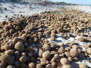 Neptunbälle-am-Strand_01