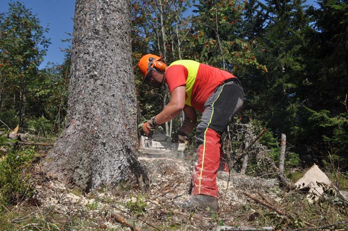 FSC - Azubi beim Baum fällen Azubi beim Baum fällen