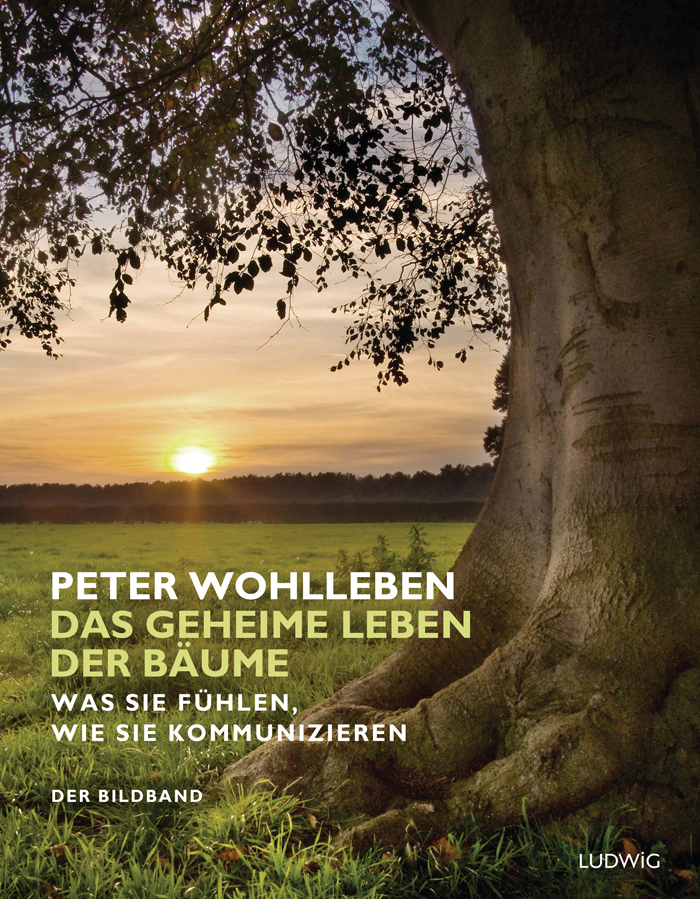 Das geheime Leben der Bäume - Der Bildband Das geheime Leben der Bäume