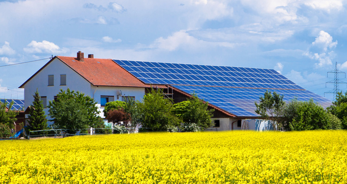 Große Photovoltaikanlagen müssen zukünftig an Ausschreibungen teilnehmen Foto: Photovoltaik und Raps